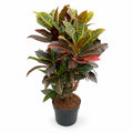 Codiaeum variegatum Petra - 100 - 120cm Hoog