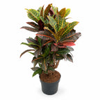 Codiaeum variegatum Petra - 100 - 120cm Hoog