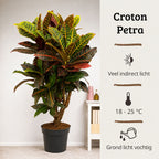 Codiaeum variegatum Petra - 100 - 120cm Hoog