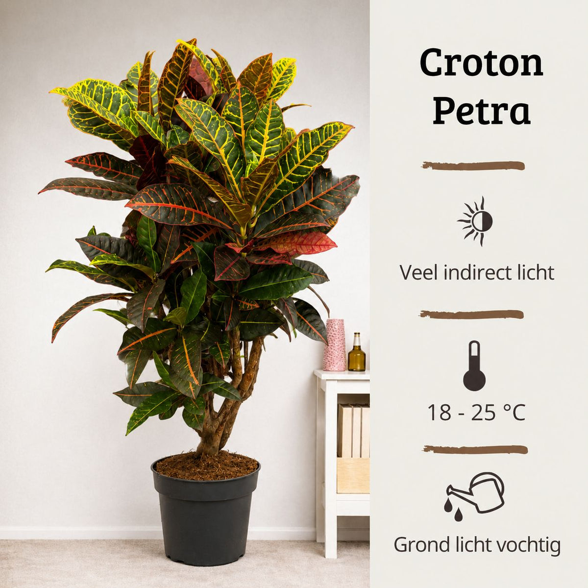 Codiaeum variegatum Petra - 100 - 120cm Hoog