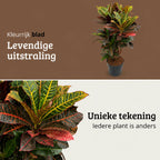 Codiaeum variegatum Petra - 100 - 120cm Hoog