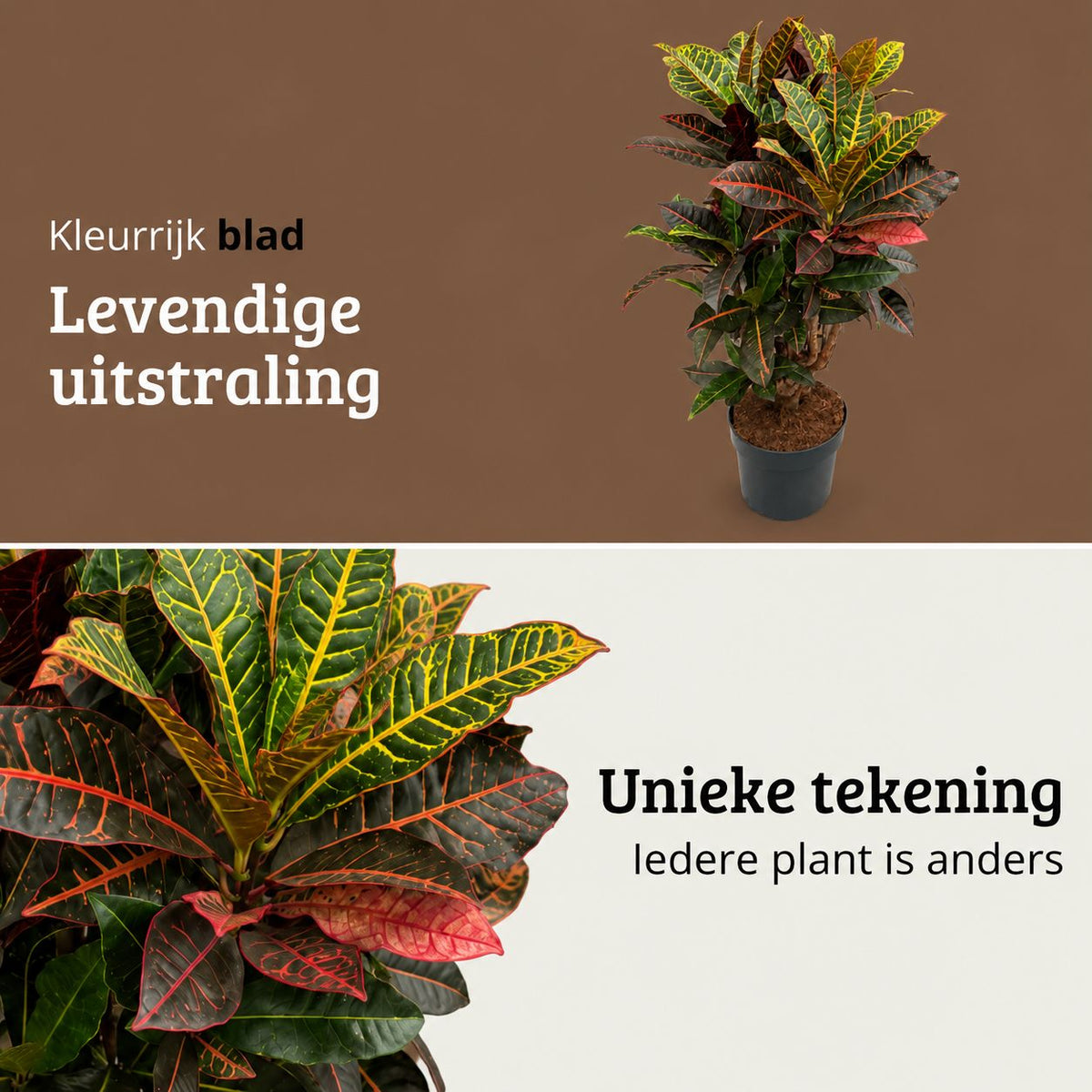 Codiaeum variegatum Petra - 100 - 120cm Hoog