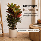 Codiaeum variegatum Petra - 100 - 120cm Hoog