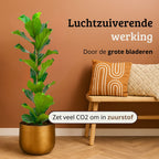 Ficus Lyrata - 100 - 120cm Hoog