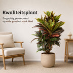 Codiaeum variegatum Petra - 100 - 120cm Hoog