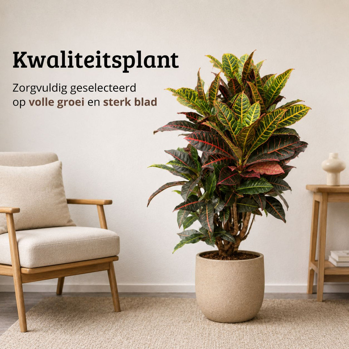 Codiaeum variegatum Petra - 100 - 120cm Hoog