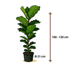 Ficus Lyrata - 100 - 120cm Hoog