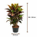 Codiaeum variegatum Petra - 100 - 120cm Hoog