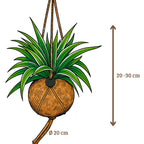 Kokodama Chloropythum - Hanplant