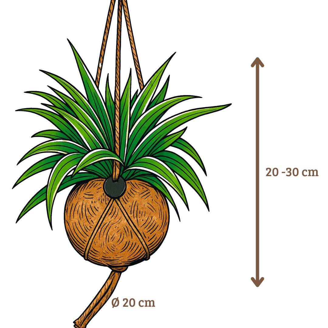 Kokodama Chloropythum - Hanplant