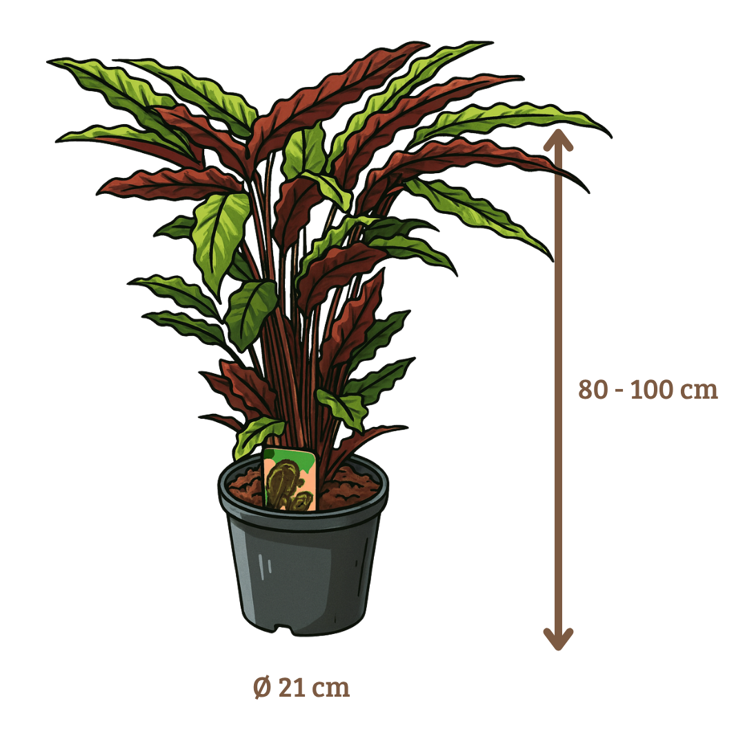 Calathea Rufibarba - 80 - 100cm Hoog