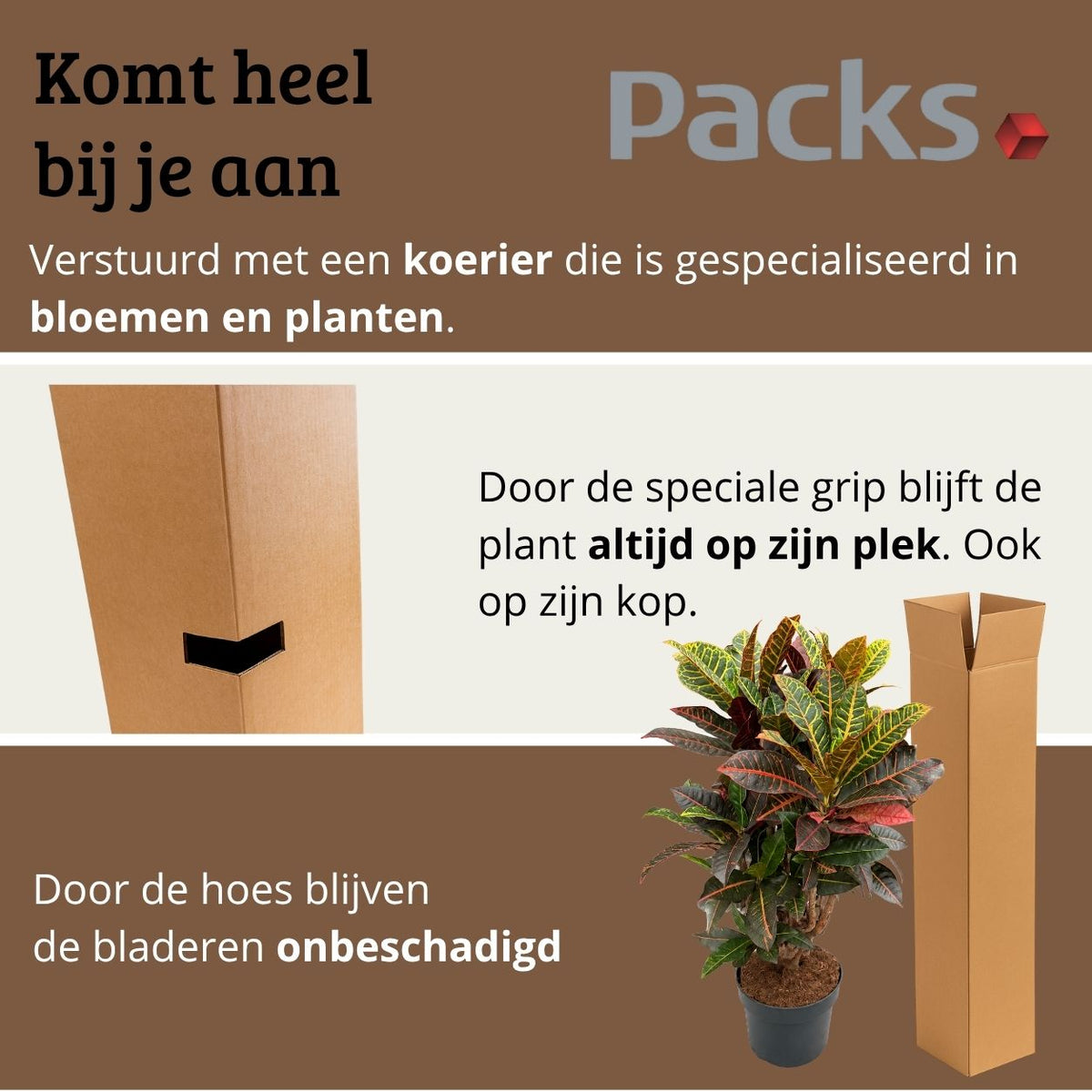 Codiaeum variegatum Petra - 100 - 120cm Hoog