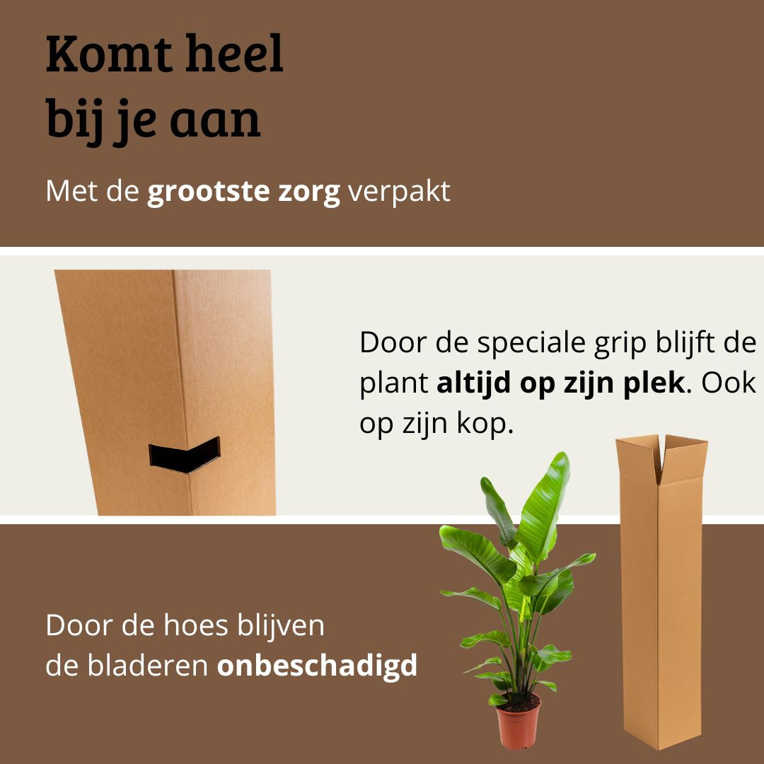 Ficus Lyrata - 100 - 120cm Hoog