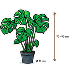 Monstera Deliciosa - 70 - 90cm Hoog