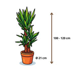 Yucca Elephantipes - 100 - 120cm Hoog