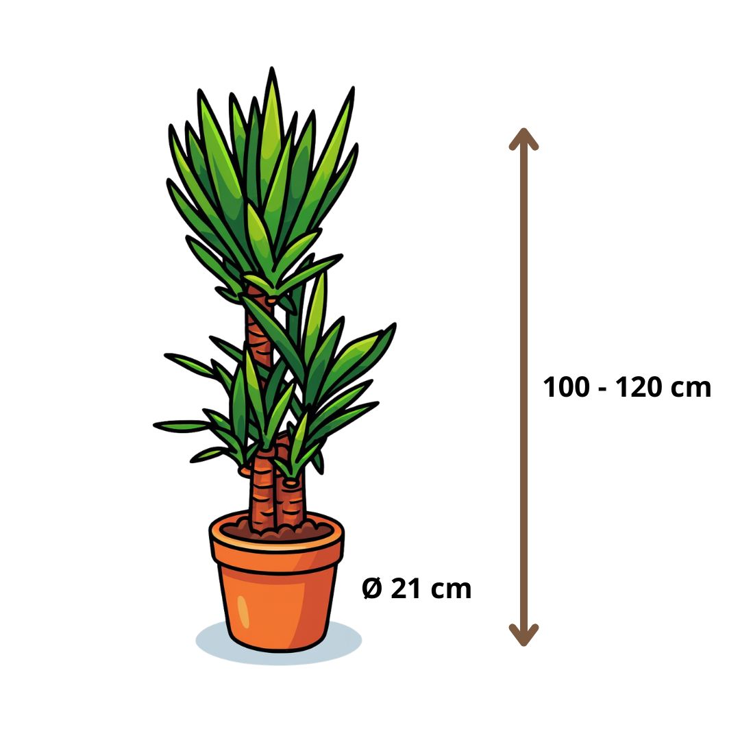 Yucca Elephantipes - 100 - 120cm Hoog