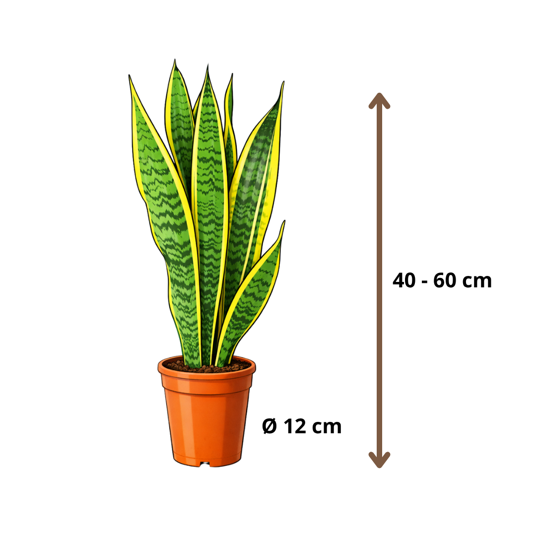 Sansevieria Laurentii - 40 - 60cm Hoog