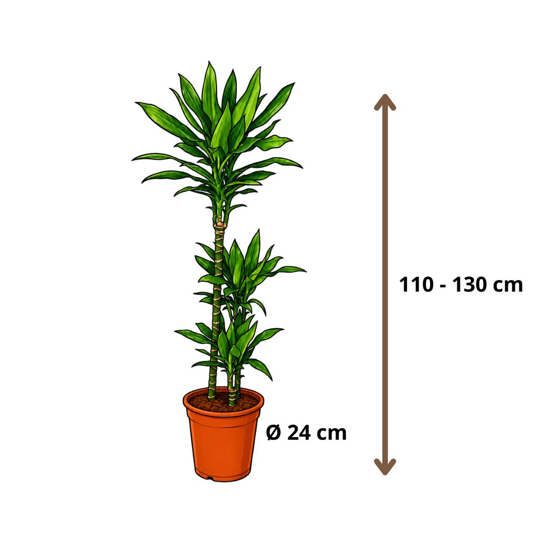 Draceana Janet Lind - 110 - 130 cm