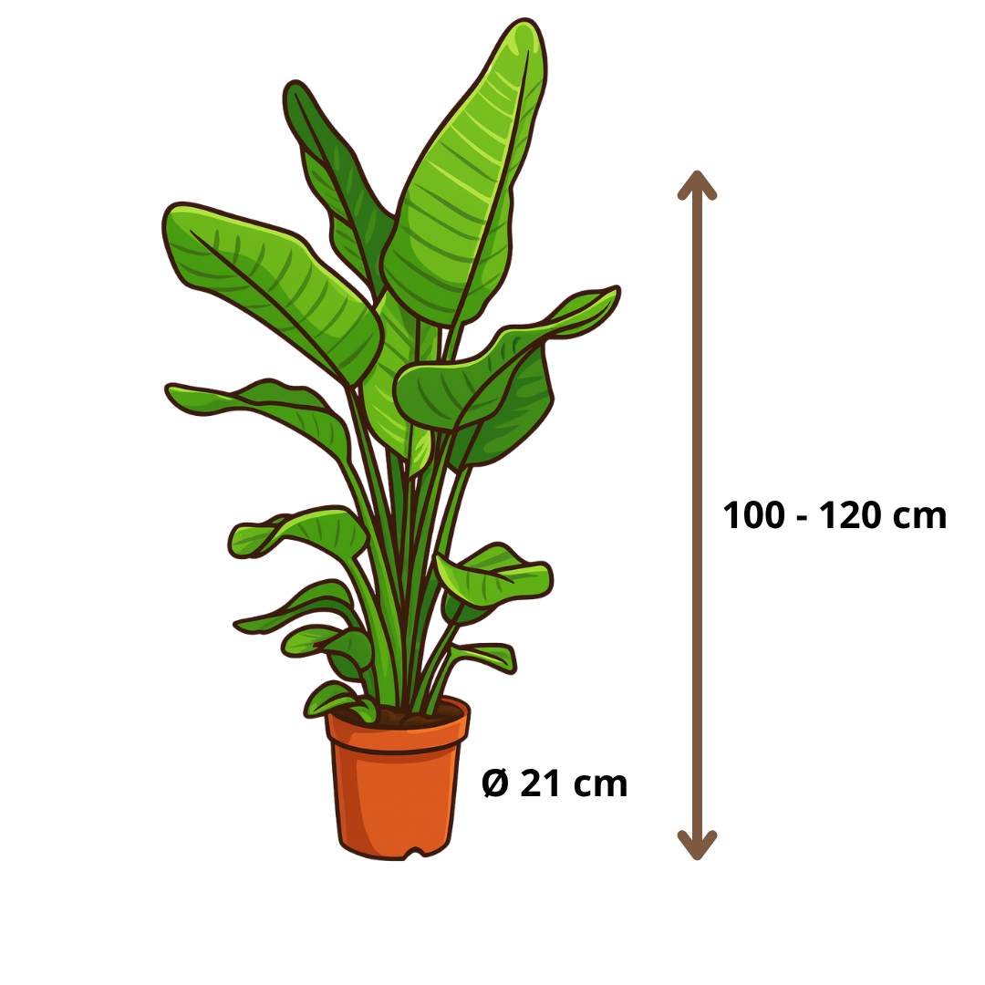 Strelitzia Nicolai - 100 - 120cm Hoog