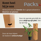 Alocasia Zebrina - 80-100 cm Hoog