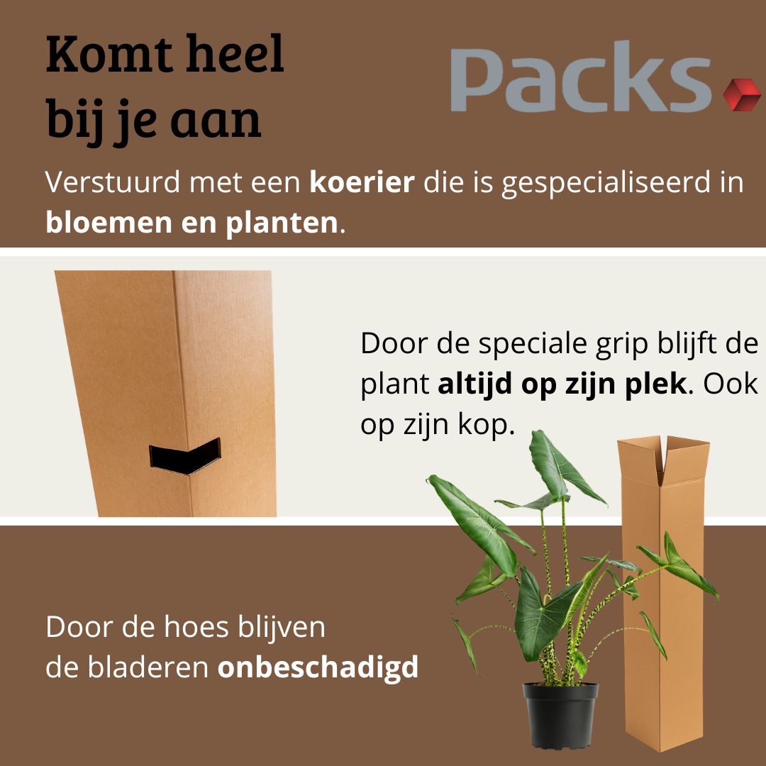 Alocasia Zebrina - 80-100 cm Hoog