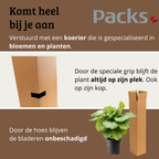 Calathea Orbifolia - 60 - 80cm Hoog