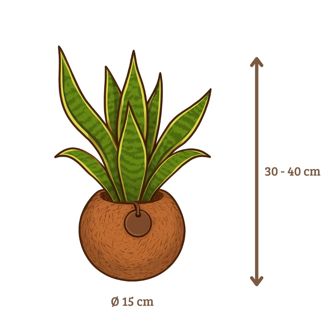 Kokodama Sansevieria - 40 - 60 cm Hoog