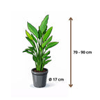 Strelitzia Reginae - 70 - 90cm Hoog