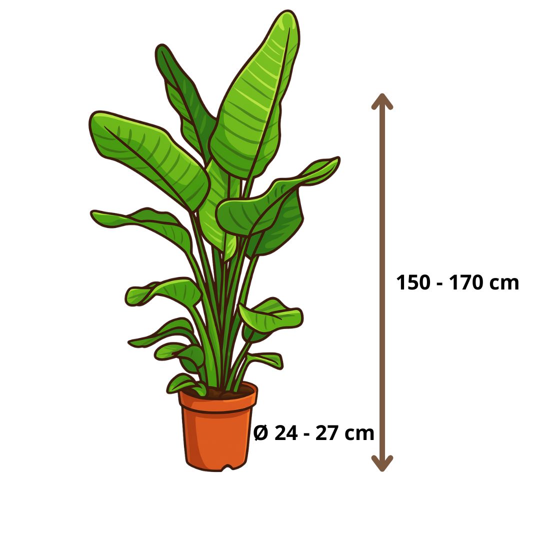 Strelitzia Nicolai - 150 - 170cm Hoog