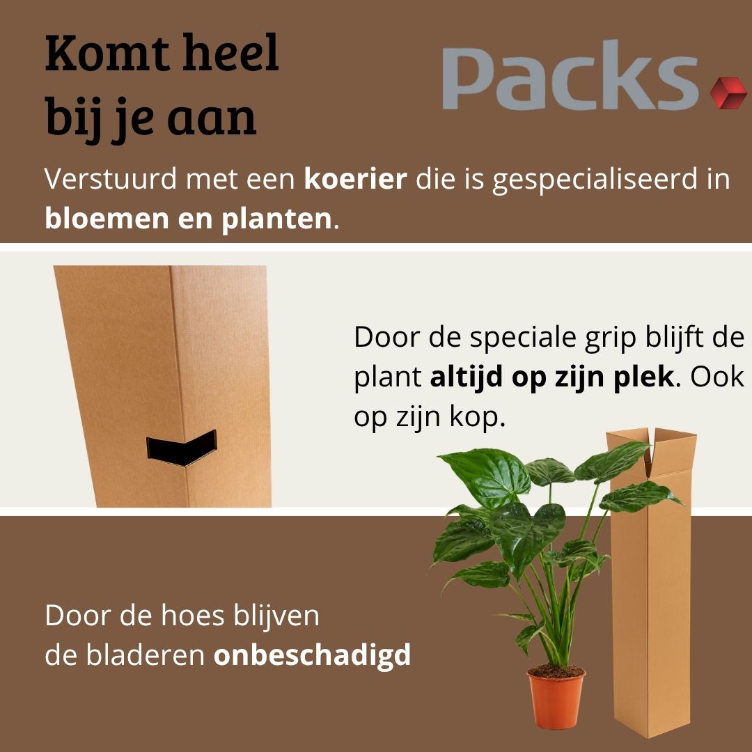 Alocasia Cucullata - 60-80 cm Hoog