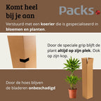 Dracaena Golden Coast - 90 - 110cm Hoog
