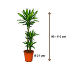 Draceana Janet Lind - 90 - 110 cm