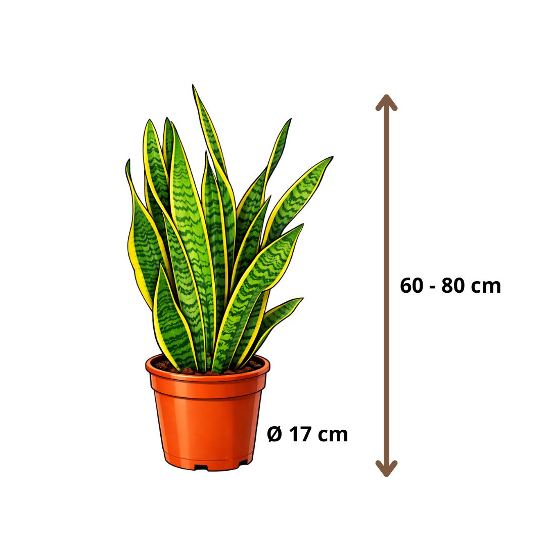 Sansevieria Laurentii - 60 - 80cm Hoog