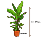 Strelitzia Nicolai - 130 - 150cm Hoog