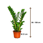 Zamioculcas - 90 - 110cm Hoog