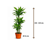Dracaena Golden Coast - 130 - 150cm Hoog
