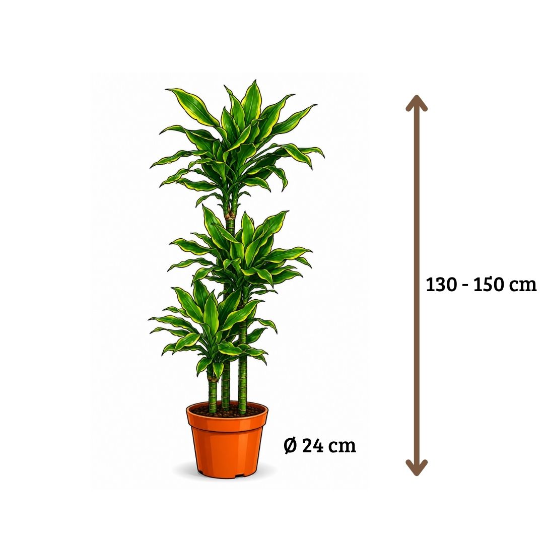Dracaena Golden Coast - 130 - 150cm Hoog