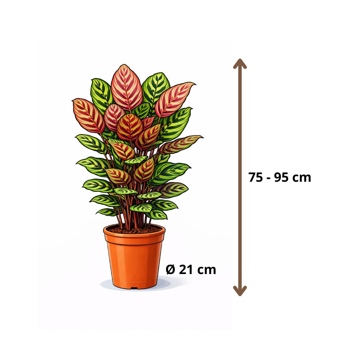 Calathea Makoyana - 75 - 95cm Hoog