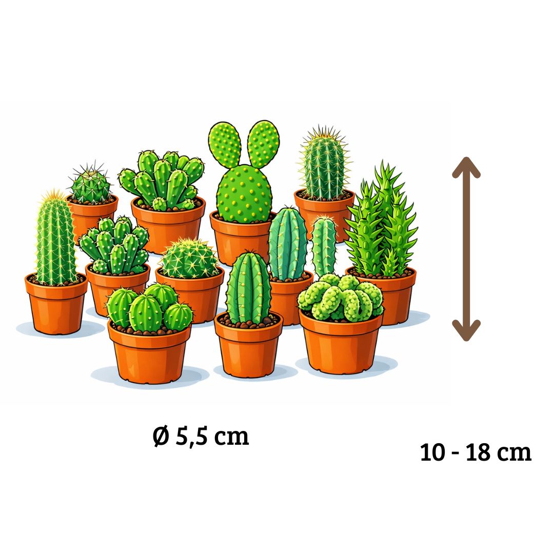 Mini Cactus Mix - 12 Stuks