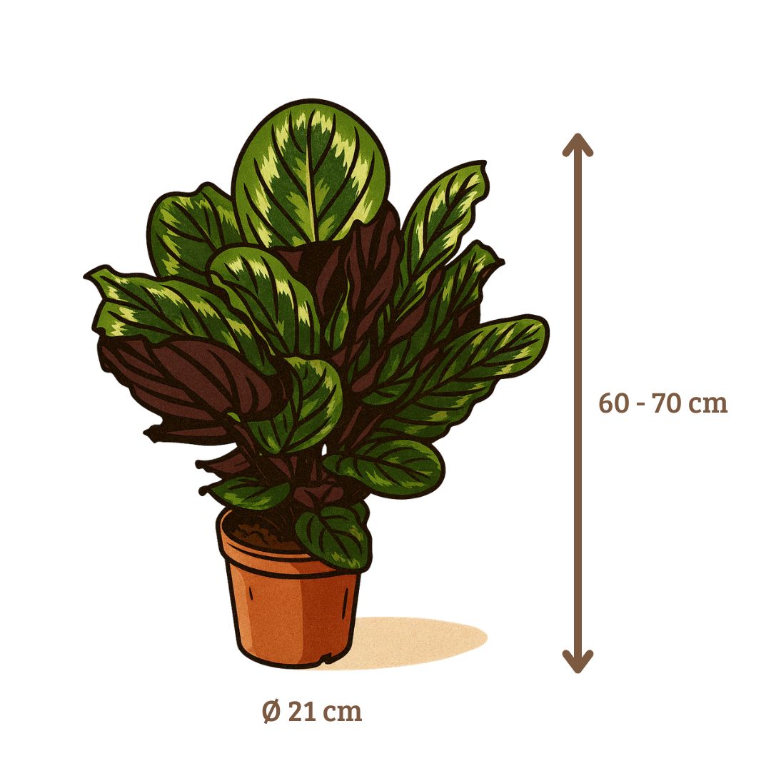 Calathea Medaillon - 70 - 80 cm Hoog