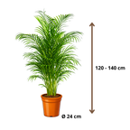 Areca - 120 - 140cm Hoog