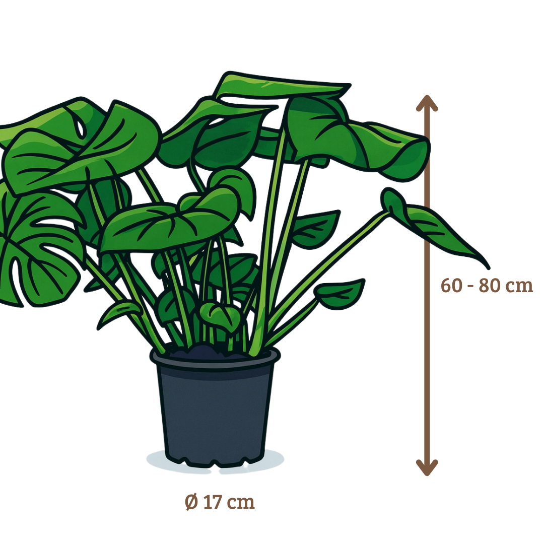 Monstera Deliciosa - 60-80 cm Hoog