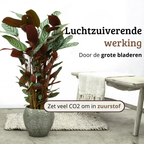 Ctenanthe Oppenheimiana - 100 - 120cm Hoog