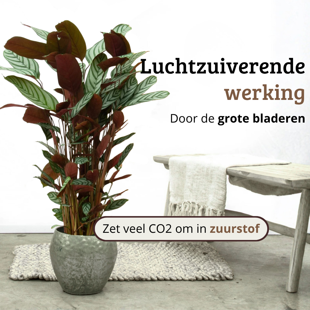 Ctenanthe Oppenheimiana - 100 - 120cm Hoog