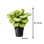 Calathea Orbifolia - 60 - 80cm Hoog