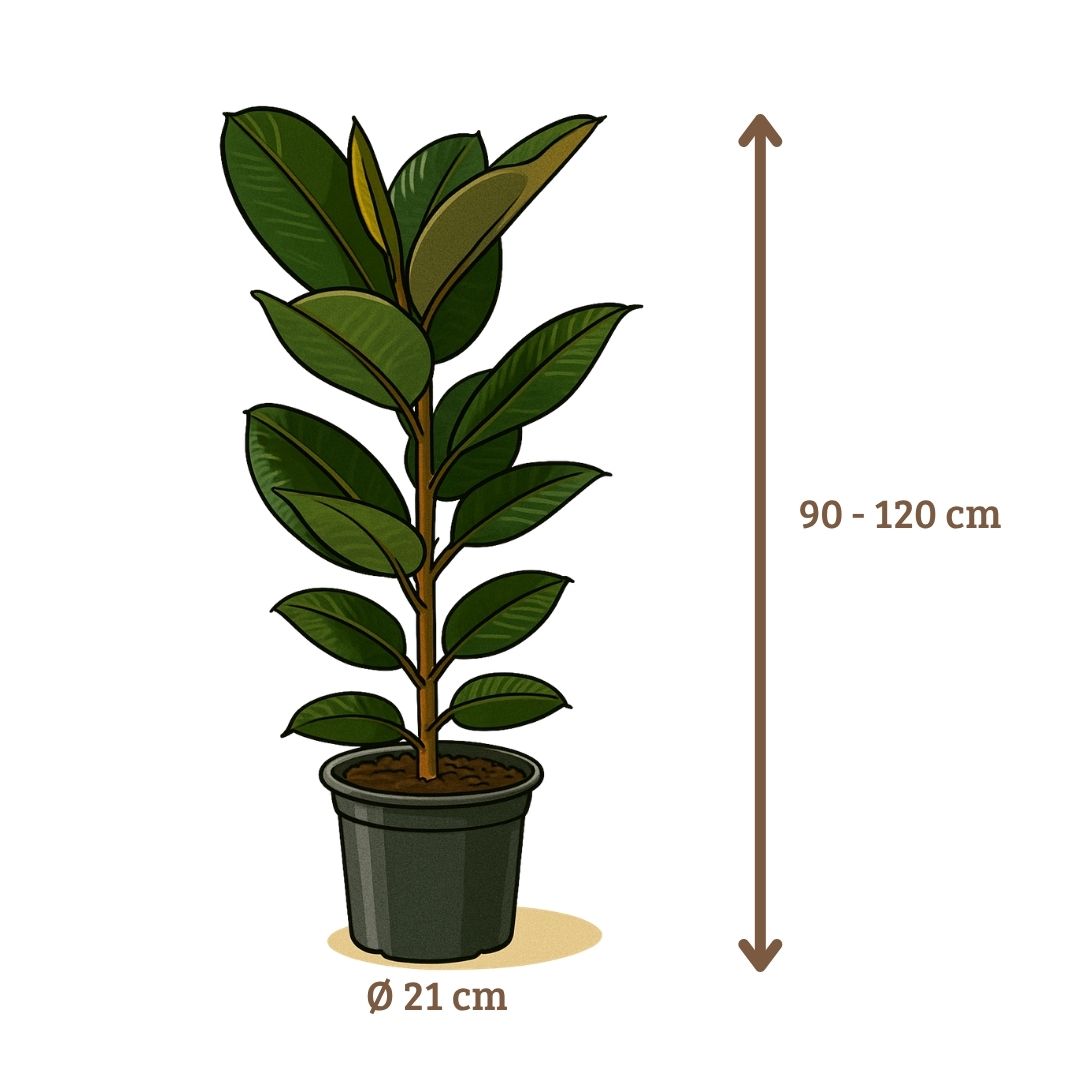 Ficus Elastica Robusta - 90 - 110 cm Hoog