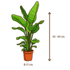 Strelitzia Nicolai - 60 - 80cm Hoog