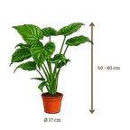 Alocasia Cucullata - 60-80 cm Hoog