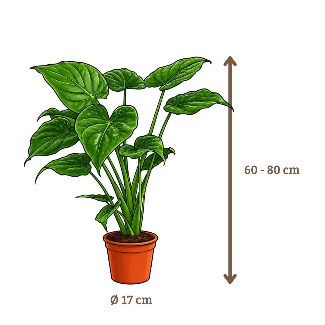 Alocasia Cucullata - 60-80 cm Hoog