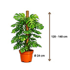 Monstera Deliciosa - 120 - 140cm Hoog
